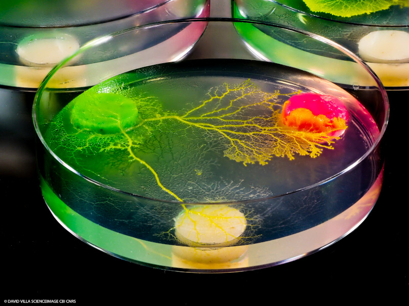 Physarum polycephalum